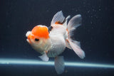 Thai Oranda  Red Cap 5 Inch (ID#910To13a-20) Free2Day SHIPPING