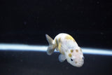 Baby Ranchu  Calico 3 Inch (ID#1119R9c-41) Free2Day SHIPPING