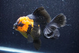 Thai Oranda  Red Black 5.5 Inch (ID#1022To6c-110)