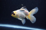 Juvenile Thai Oranda  Panda 3.5 Inch (ID#307T13b-70) Free2Day SHIPPING