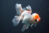 Thai Oranda  Red Cap 5 Inch (ID#910To13a-20) Free2Day SHIPPING