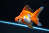 Ryukin Long Tail Red White 4.5 Inch (ID#1206Ry7b-15) Free2Day SHIPPING