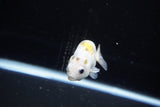 Baby Ranchu  Calico 3 Inch (ID#1119R9c-41) Free2Day SHIPPING