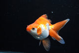 Ryukin Long Tail Red White 4.5 Inch (ID#1206Ry7b-15) Free2Day SHIPPING