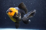 Thai Oranda  Red Black 5.5 Inch (ID#1022To6c-110)