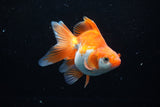 Ryukin Long Tail Red White 4.5 Inch (ID#1206Ry7b-15) Free2Day SHIPPING