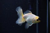 Juvenile Thai Oranda  Panda 3.5 Inch (ID#307T13b-70) Free2Day SHIPPING