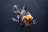 Thai Oranda  Red Black 5.5 Inch (ID#1022To6c-110)