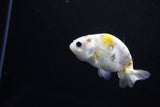 Baby Ranchu  Calico 3 Inch (ID#1119R9c-41) Free2Day SHIPPING