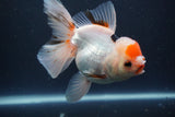 Thai Oranda  Red Cap 5 Inch (ID#910To13a-20) Free2Day SHIPPING