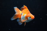 Ryukin Long Tail Red White 4.5 Inch (ID#1206Ry7b-15) Free2Day SHIPPING