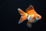 Ryukin Long Tail Red White 4.5 Inch (ID#1206Ry7b-15) Free2Day SHIPPING