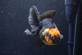 Thai Oranda  Red Black 5.5 Inch (ID#1022To6c-110)