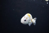 Baby Ranchu  Calico 3 Inch (ID#1119R9c-41) Free2Day SHIPPING