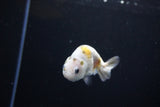 Baby Ranchu  Calico 3 Inch (ID#1119R9c-41) Free2Day SHIPPING