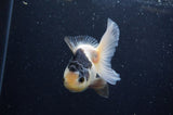 Juvenile Thai Oranda  Panda 4 Inch (ID#307T13b-71) Free2Day SHIPPING