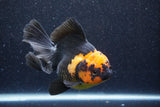 Thai Oranda  Red Black 5.5 Inch (ID#1022To6c-110)