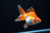 Ryukin Long Tail Red White 4.5 Inch (ID#1206Ry7b-15) Free2Day SHIPPING