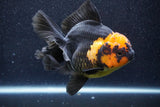 Thai Oranda  Red Black 5.5 Inch (ID#1022To6c-110)