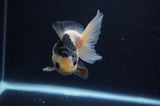 Juvenile Thai Oranda  Panda 4 Inch (ID#307T13b-71) Free2Day SHIPPING