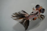 Butterfly Calico 4.5 Inch (ID#920B8b-44) Free2Day SHIPPING