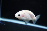 Baby Ranchu  Calico 3 Inch (ID#1119R9c-42) Free2Day SHIPPING