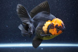 Thai Oranda  Red Black 5.5 Inch (ID#1022To6c-110)