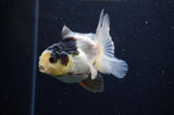 Juvenile Thai Oranda  Panda 4 Inch (ID#307T13b-71) Free2Day SHIPPING