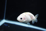 Baby Ranchu  Calico 3 Inch (ID#1119R9c-42) Free2Day SHIPPING