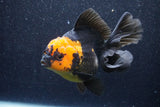 Thai Oranda  Red Black 5.5 Inch (ID#1022To6c-110)