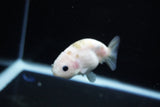 Baby Ranchu  Calico 3 Inch (ID#1119R9c-42) Free2Day SHIPPING