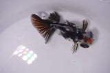 Butterfly  Calico 3.5 Inch (ID#0103B8b-44) Free2Day SHIPPING