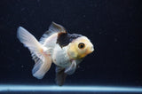 Juvenile Thai Oranda  Panda 4 Inch (ID#307T13b-71) Free2Day SHIPPING