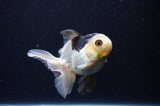 Juvenile Thai Oranda  Panda 4 Inch (ID#307T13b-71) Free2Day SHIPPING