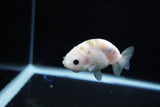 Baby Ranchu  Calico 3 Inch (ID#1119R9c-42) Free2Day SHIPPING