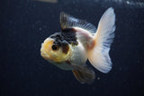 Juvenile Thai Oranda  Panda 4 Inch (ID#307T13b-71) Free2Day SHIPPING