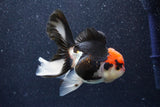 Thai Oranda  Tricolor 4.5 Inch (ID#1022To6c-111)