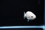 Baby Ranchu  Calico 3 Inch (ID#1119R9c-42) Free2Day SHIPPING