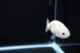 Baby Ranchu  Calico 3 Inch (ID#1119R9c-42) Free2Day SHIPPING