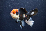 Thai Oranda  Tricolor 4.5 Inch (ID#1022To6b-111)