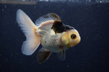 Juvenile Thai Oranda  Panda 4 Inch (ID#307T13b-71) Free2Day SHIPPING