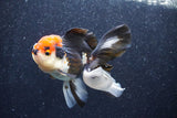 Thai Oranda  Tricolor 4.5 Inch (ID#1022To6c-111)