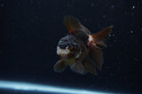 Juvenile Thai Oranda  Panda 3.5 Inch (ID#307T13b-72) Free2Day SHIPPING