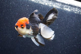 Thai Oranda  Tricolor 4.5 Inch (ID#1022To6c-111)