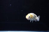 Baby Ranchu  Calico 2.5 Inch (ID#1119R9c-43) Free2Day SHIPPING