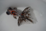 Butterfly  Calico 4 Inch (ID#920B8b-45) Free2Day SHIPPING