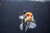 Thai Oranda  Tricolor 4.5 Inch (ID#1022To6b-111)