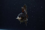 Juvenile Thai Oranda  Panda 3.5 Inch (ID#307T13b-72) Free2Day SHIPPING