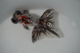 Butterfly  Calico 4 Inch (ID#920B8b-45) Free2Day SHIPPING