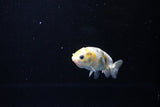 Baby Ranchu  Calico 2.5 Inch (ID#1119R9c-43) Free2Day SHIPPING